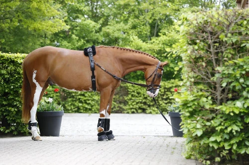 Walsh Training Surcingle With Fleece Pad