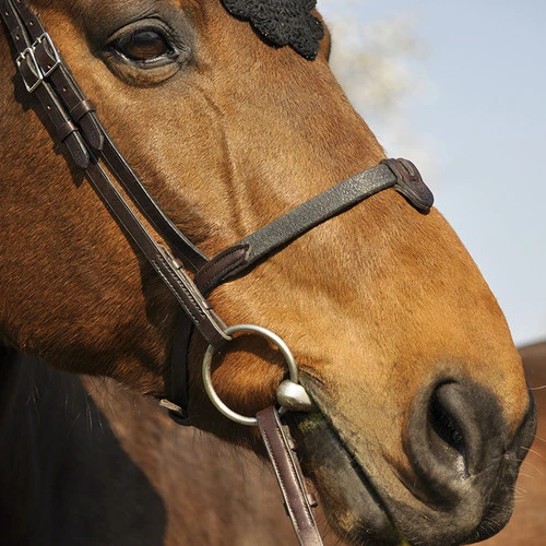 In Horse We Trust Bridle Evolution - Image 6