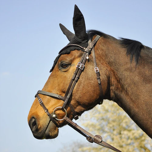In Horse We Trust Bridle Evolution - Image 2
