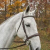 KL Select Italia Wellington Bridle