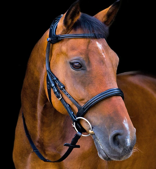 Stubben Freedom Bridle - Image 4