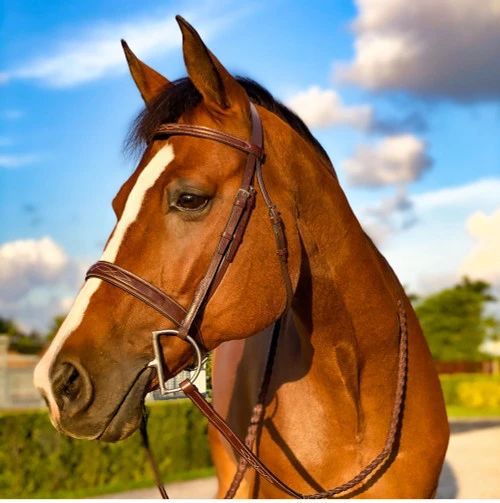 Beval Heritage Wide Fancy Stitch Bridle - Image 2