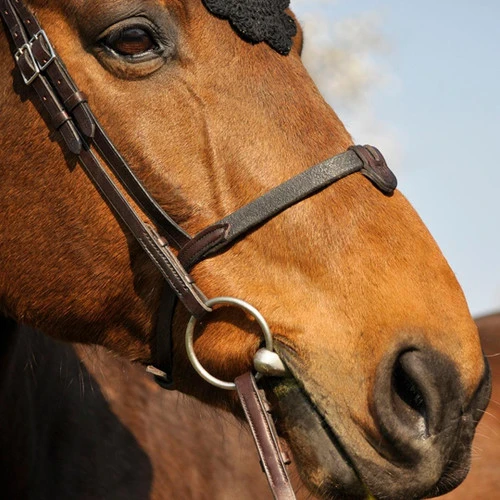 In Horse We Trust Soft T Noseband With Flash - Image 3